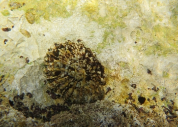 club anfora patella ferruginia INBIOMAR II pondrá esta vez el foco en las amenazas climáticas