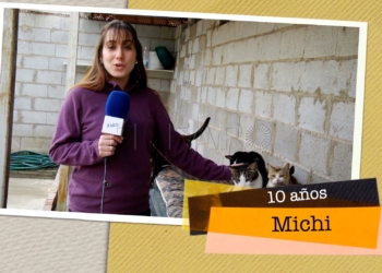 michi busca hogar Michi busca hogar