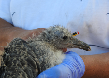 GUELAYA Y SEO BIRDLIFE Guelaya y SEO Birdlife piden asumir parte del seguimiento de especies protegidas