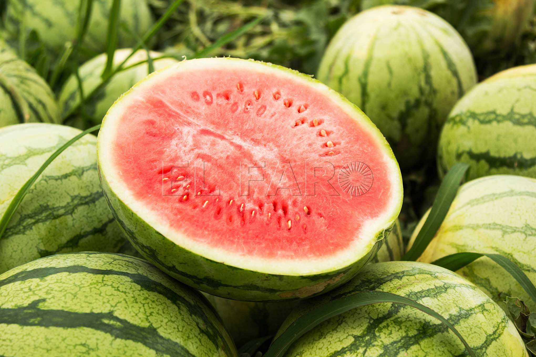 sandia