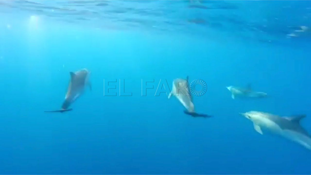 un melillense avista un gran grupo de delfines a un kilometro del puerto Un melillense avista un gran grupo de delfines a un kilómetro del puerto