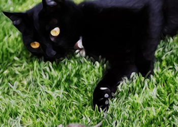 well 13 “Nunca convencerás a un ratón de que un gato negro trae buena suerte”. Graham Greene