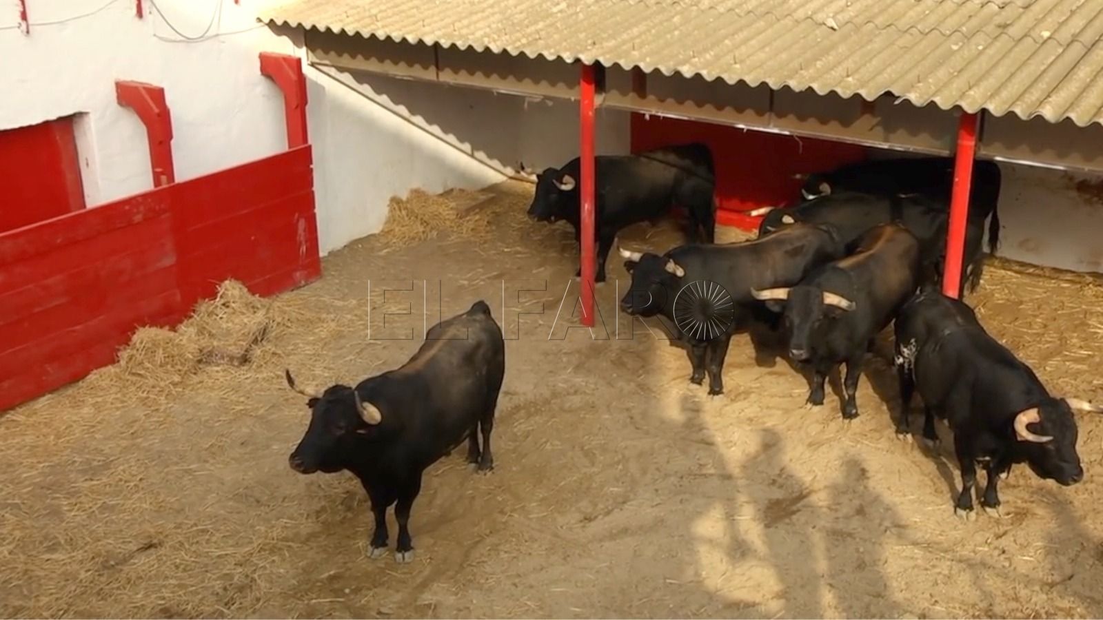 corridas de toros Las corridas de toros “no están previstas” por Festejos este año