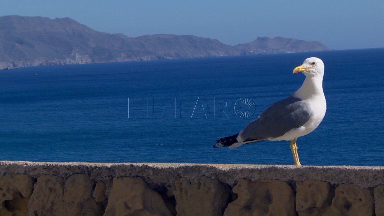 gaviota melilla la vieja Las gaviotas atacan por defender a sus crías en pleno desconfinamiento