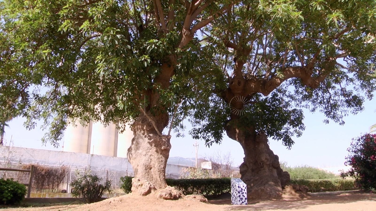 ombu catalogo arboles singulares El Ombú, la primera especie del Catálogo de Árboles Singulares de la Ciudad de Melilla
