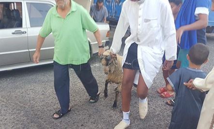 pascua aid el kebir Un informe veterinario aconseja la no celebración del Aid El Kebir