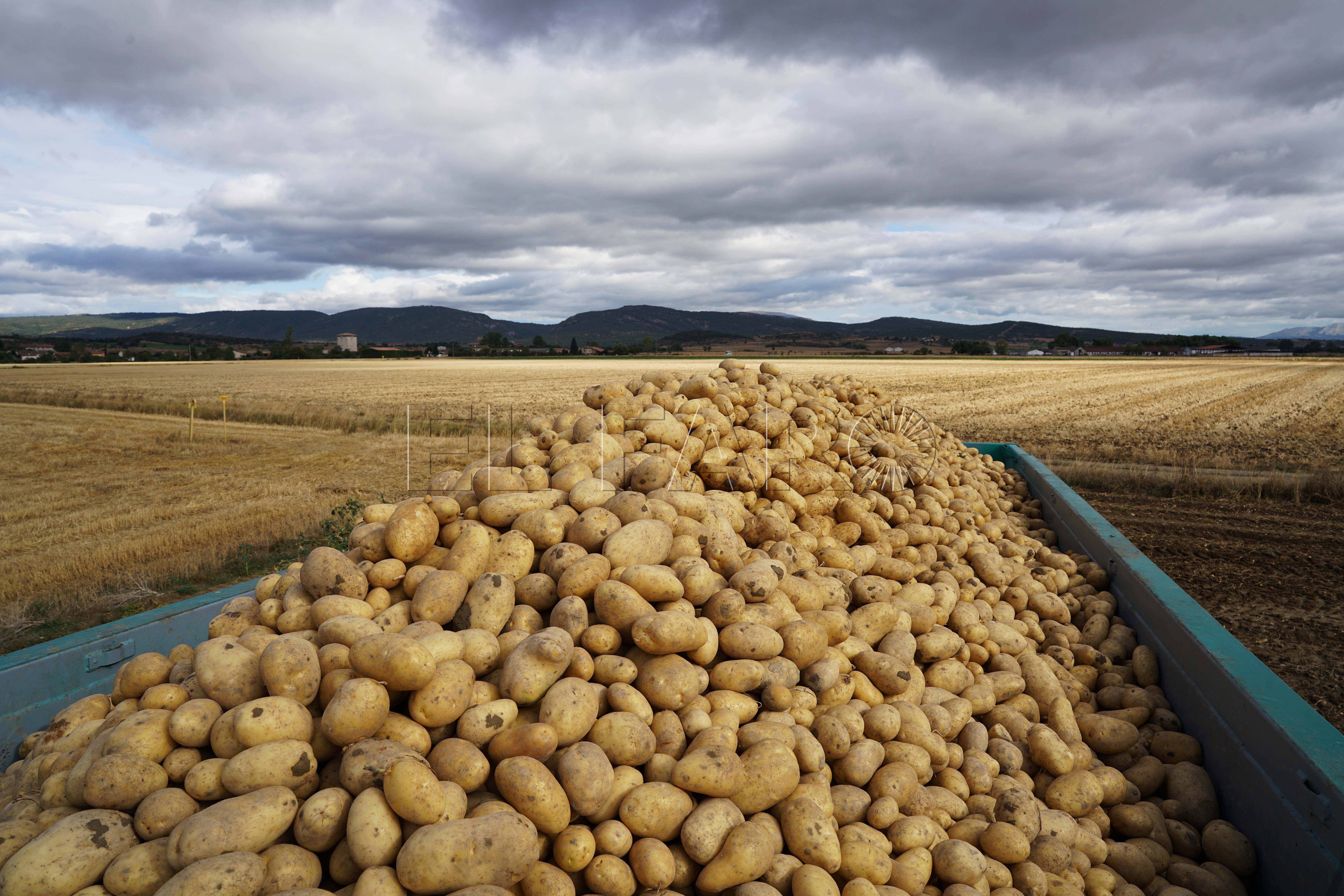 Mercadona prevé comprar 92.000 toneladas de patatas de origen nacional para la campaña de este año, un 7% más que en 2019