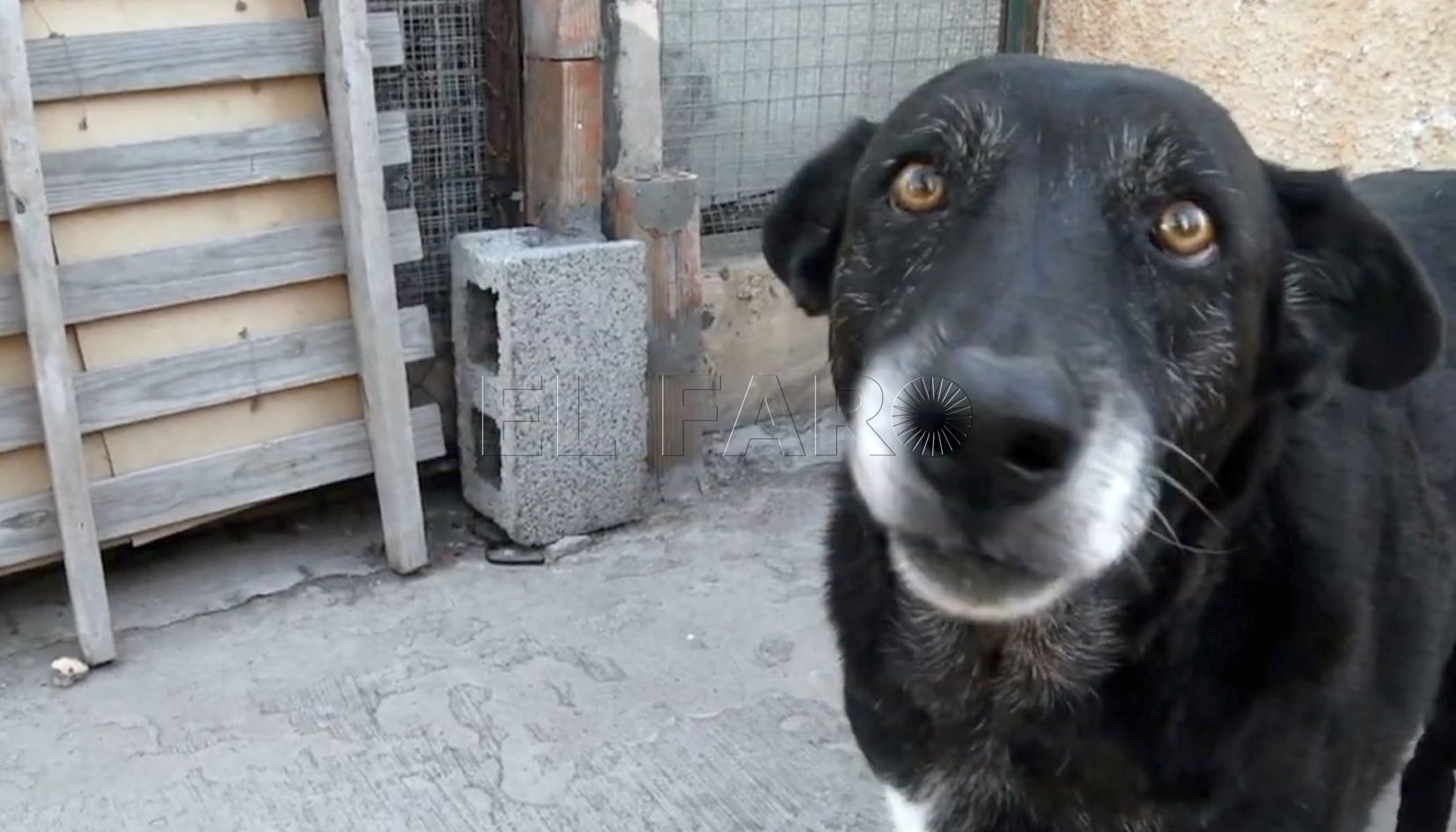 perro La Ciudad destina 130.000 euros para financiar la campaña antirrábica