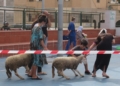 4 2 Las carpas, a pleno rendimiento para el Aid El Kebir