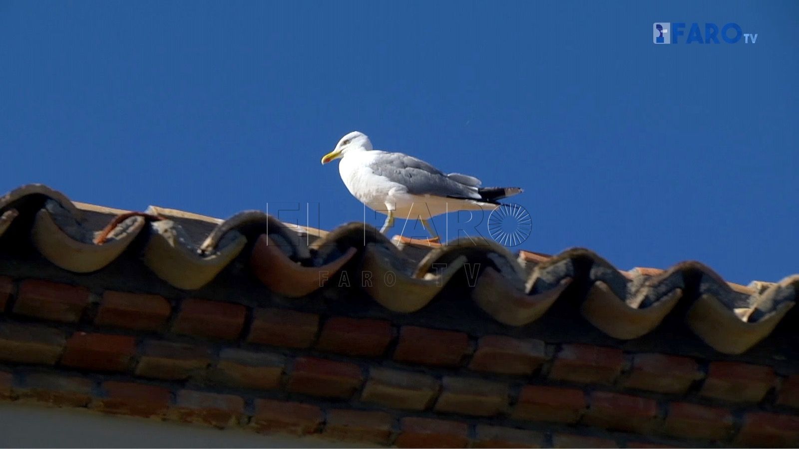 fd101fb3 3bd9 4de7 a2f1 c3fa77f0f2ec 117 llamadas de ciudadanos por las gaviotas esta temporada