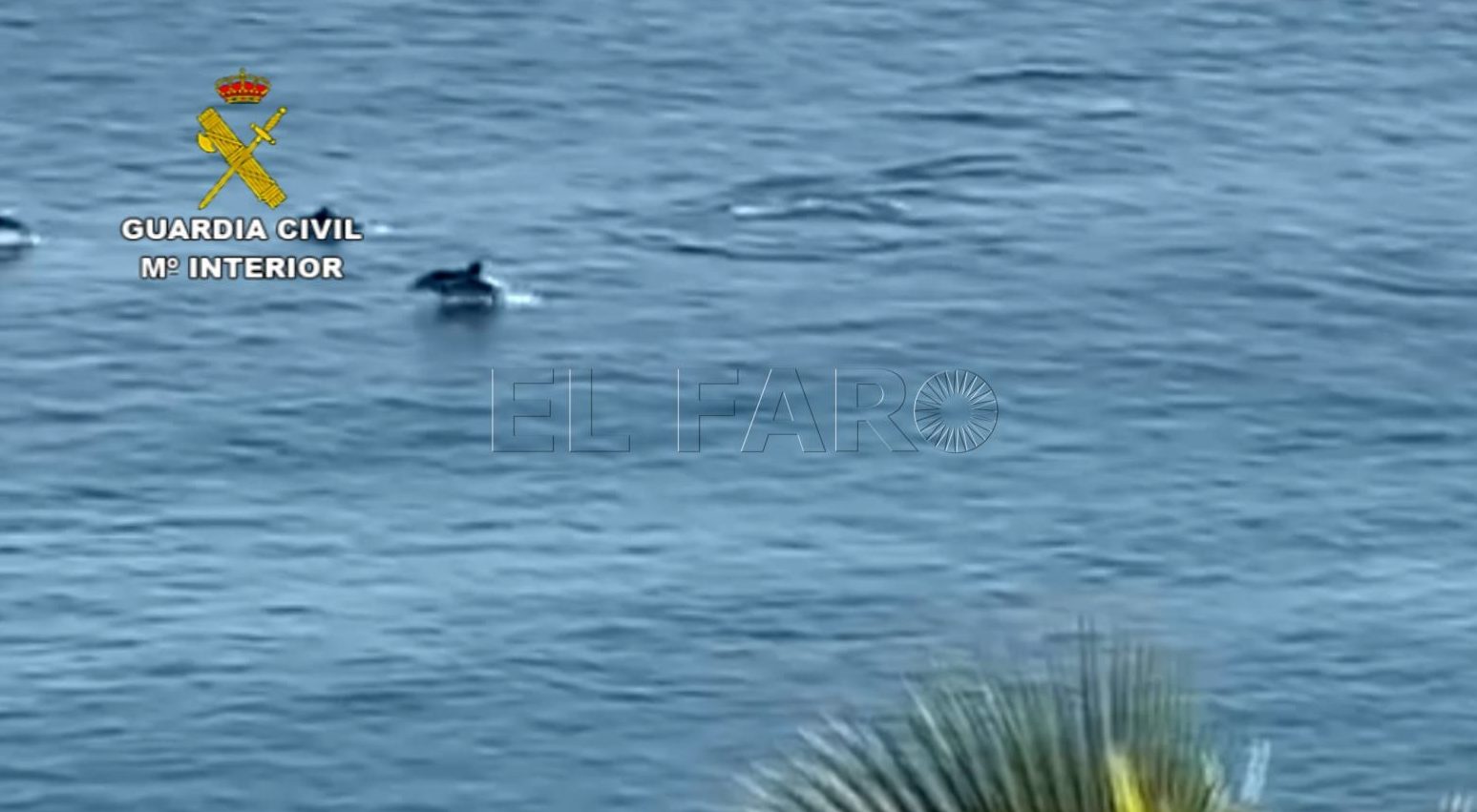 6b3c77fe ff7f 4318 b7ff bffdfc512321 e1598333723787 Denunciado por intentar arrollar delfines con una moto de agua