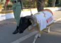 almeria centenario legion 18 Las cinco huellas de la Legión: Ceuta, Melilla, Ronda, Almería y Alicante