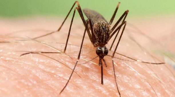 Diccionario para una pandemia Tomo II-5