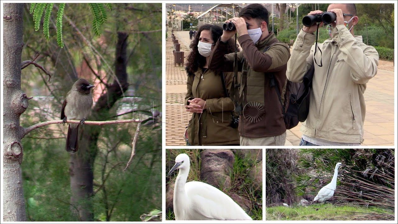 descubriendo las aves del parque forestal con seo birdlife melilla Descubriendo las aves del parque Forestal con SEO Birdlife Melilla
