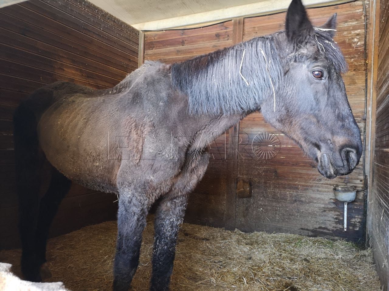 Granja Escuela burro 1 Podemos denuncia ante el Seprona la situación de los animales de la Granja Escuela