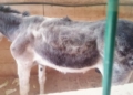 Granja Escuela burro 2 Podemos denuncia ante el Seprona la situación de los animales de la Granja Escuela