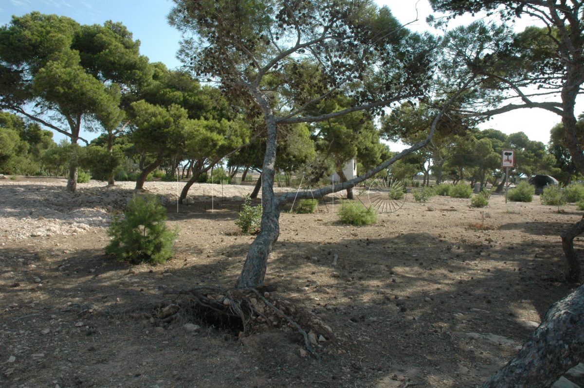 Pinos Rostrogordo003 e1713554182504 La Junta Islámica de Melilla organiza una caminata juvenil en los pinos