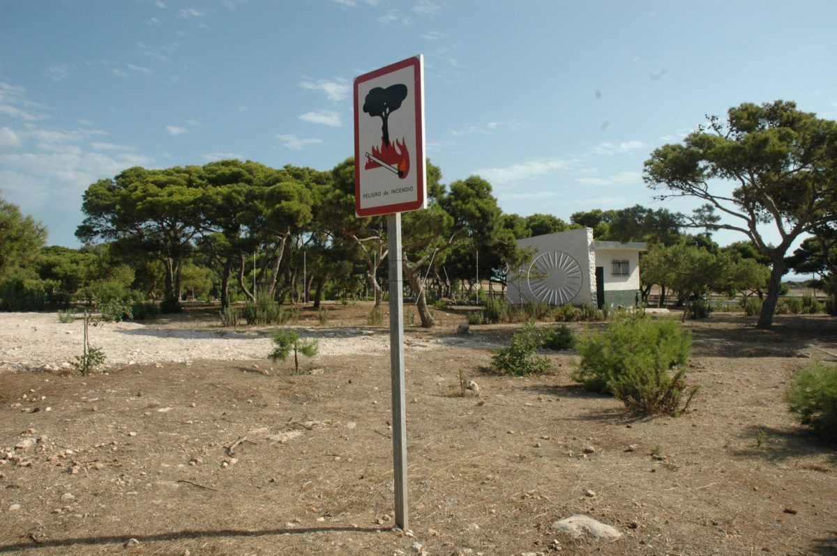 Pinos Rostrogordo004 e1722079961317 Prohibido encender fuegos durante todo el verano en las zonas verdes de Melilla