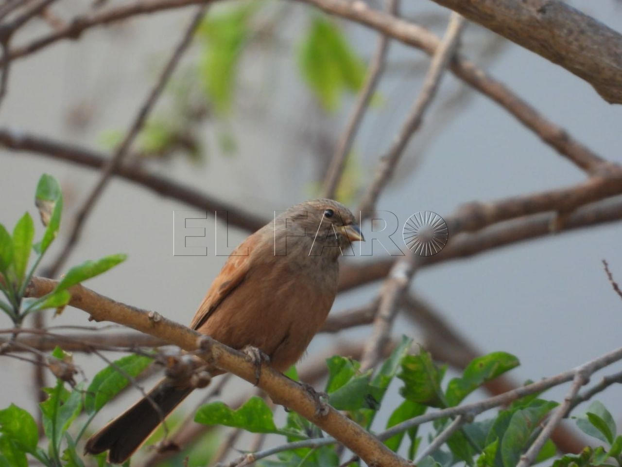 SEO/Birdlife denuncia la caza de pájaros escribanos saharianos
