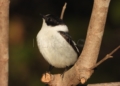 Papamoscas Acollarado 5 ¡Bimbo! Un raro visitante avistado en Melilla