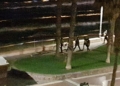 WhatsApp Image 2021 05 18 at 07.37.33 Entrada en Melilla de madrugada: acceden 85 hombres y una mujer y hay 3 guardias civiles heridos