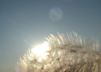 dandelion circles in the sun 1455772 Diccionario para una pandemia (Tomo VIII-I)