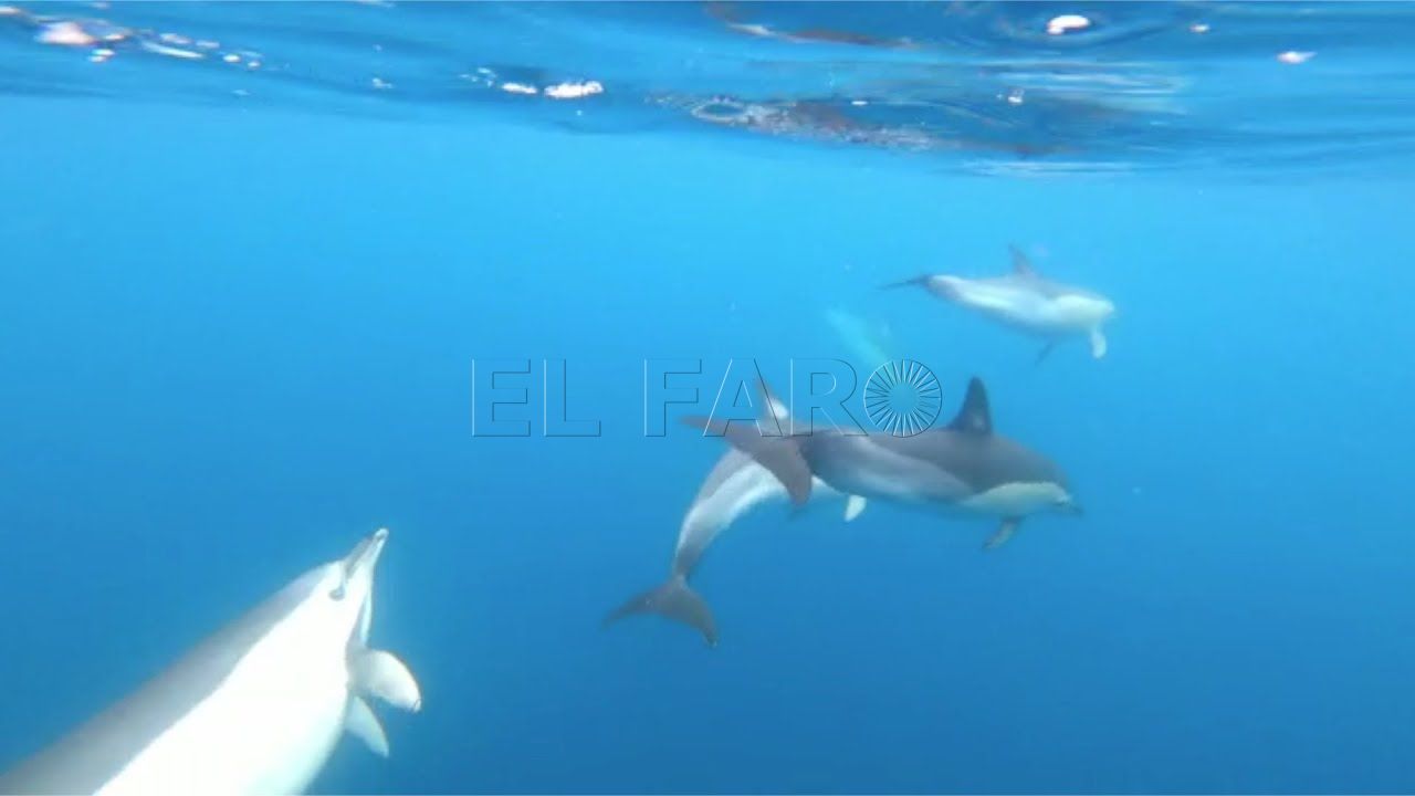 una manada de delfines sorprende a unos buceadores de melilla en alta mar Una manada de delfines sorprende a unos buceadores de Melilla en alta mar