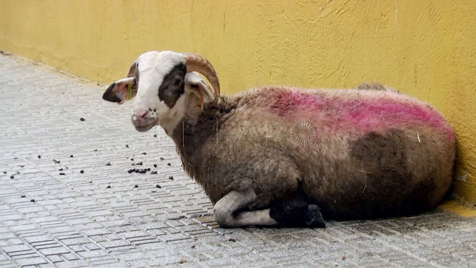 borrego