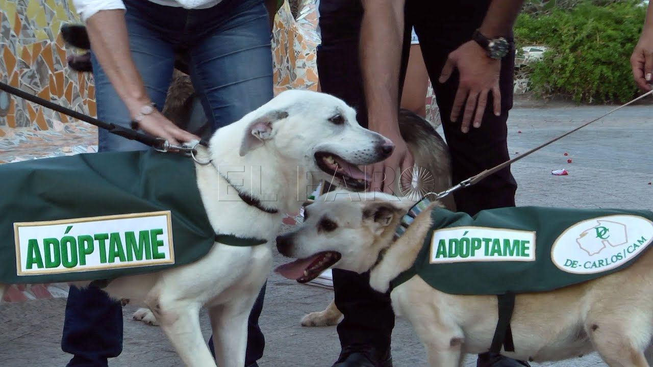 melilla vive un desfile perruno por el centro Melilla vive un desfile perruno por el centro