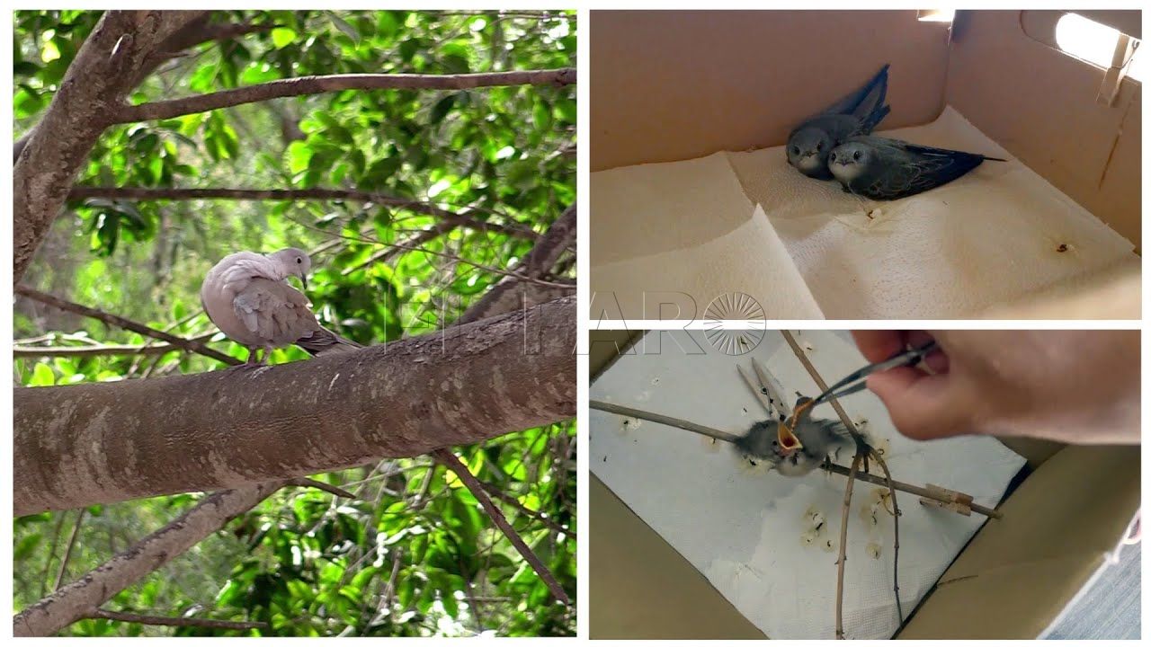 el centro de recuperacion de especies amenazadas se retrasa hasta 2022 El Centro de Recuperación de Especies Amenazadas se retrasa hasta 2022