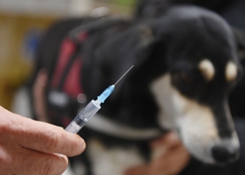 foto mexico rabia humana contagiada perro oms Salud Pública detecta un caso de rabia animal en Melilla