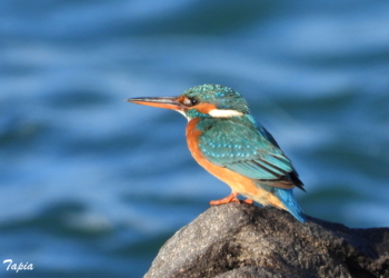 Martín pescador