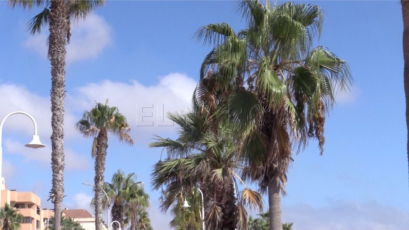 palmeras melilla Temperatura estable durante todo el día en Melilla