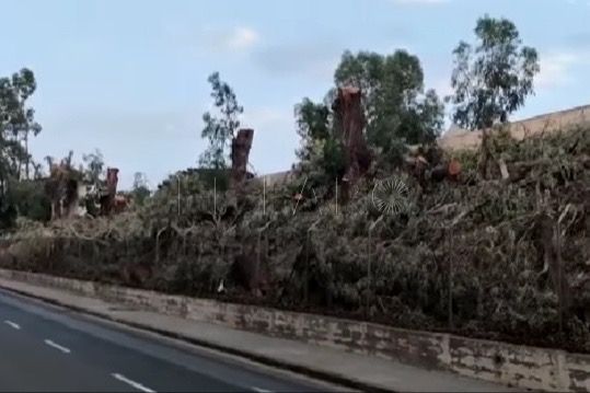 Podemos Melilla se une a la condena por la tala de árboles