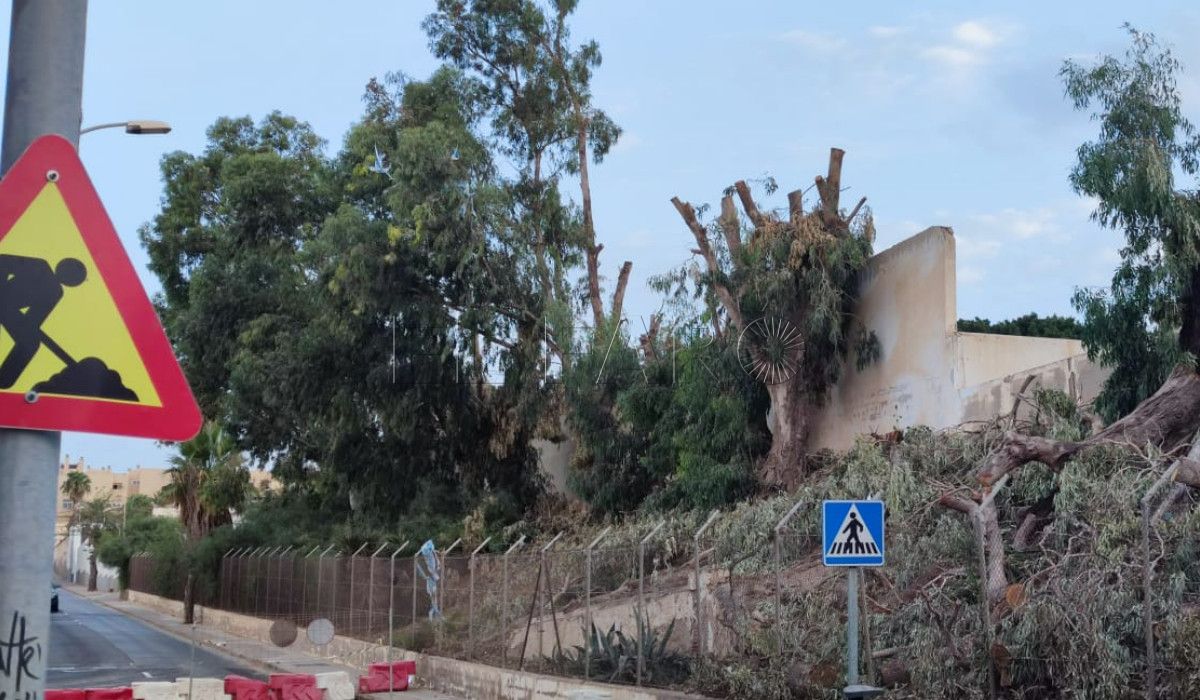 tala árboles Infraestructuras compensará la tala de árboles en el cuartel de Santiago de Melilla