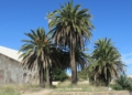 Un jardín histórico, en peligro en Melilla: en defensa de las palmeras centenarias de Santiago