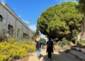 3 3 Un jardín histórico, en peligro en Melilla: en defensa de las palmeras centenarias de Santiago
