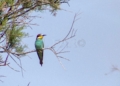 Abejaruco 1 Comienza la migración postnupcial de aves con Melilla como faro