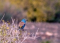 Carraca Comienza la migración postnupcial de aves con Melilla como faro