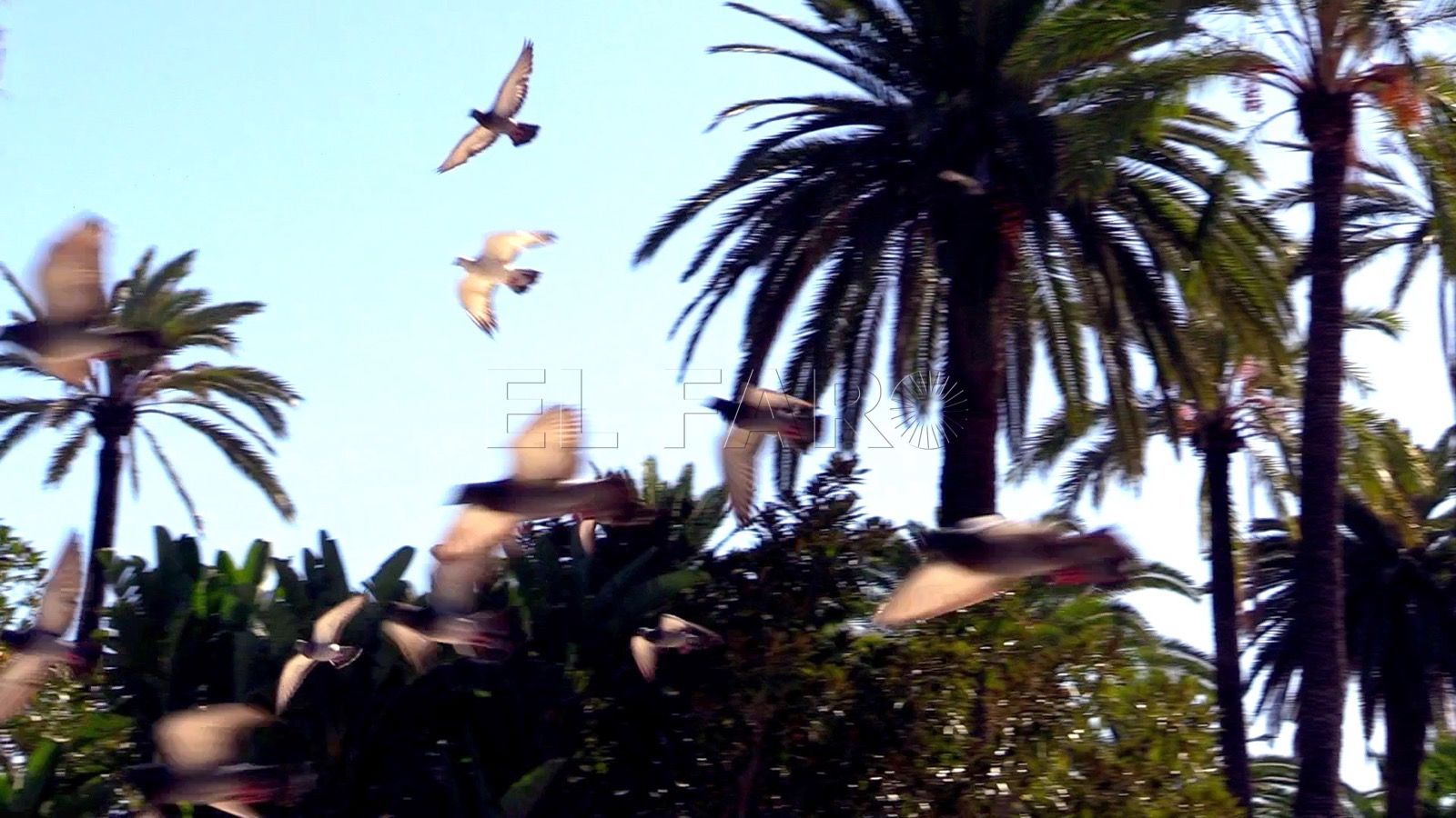 El parque Hernández de Melilla el pulmón verde por el que pasa todo el mundo El parque Hernández de Melilla, el pulmón verde por el que pasa todo el mundo