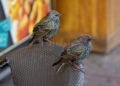 Estornino Pinto Comienza la migración postnupcial de aves con Melilla como faro