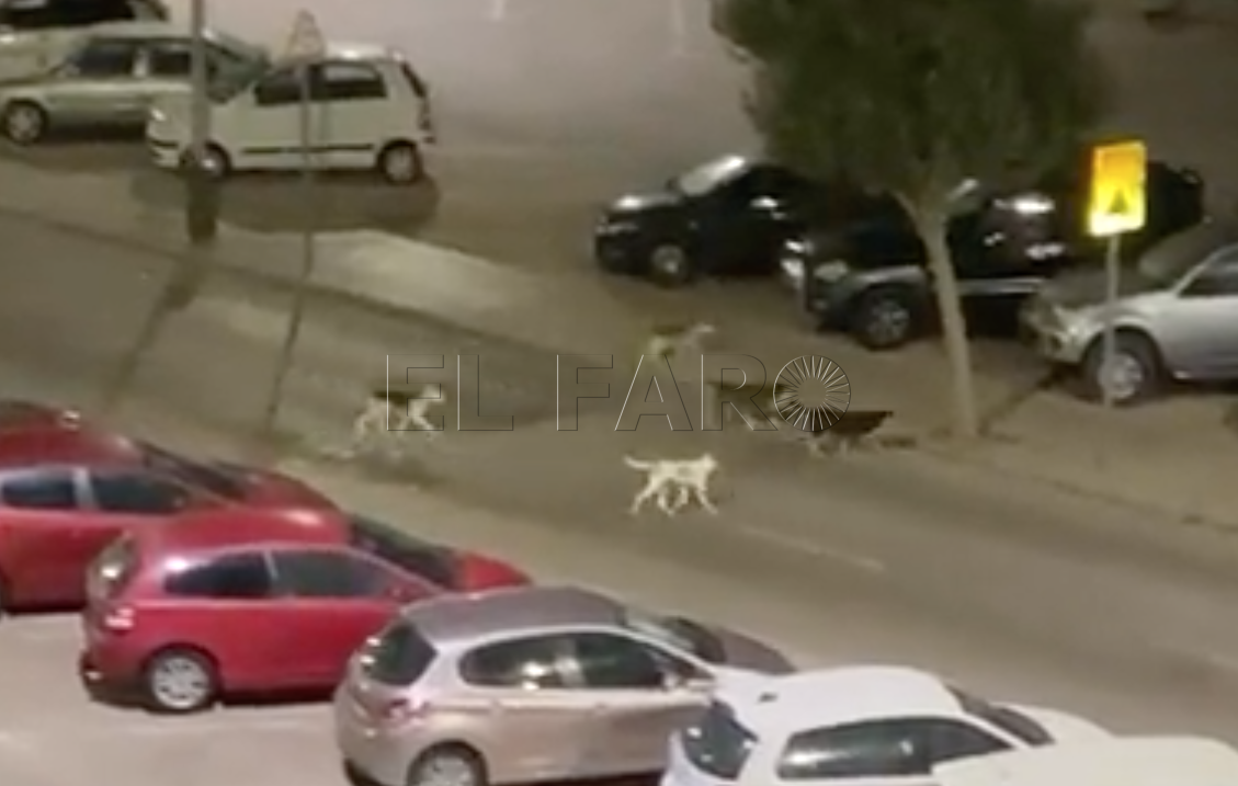 Manada de perros Veterinarios de Melilla aseguran que la rabia está a raya porque la frontera está cerrada