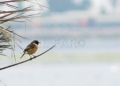 Tarabilla Comienza la migración postnupcial de aves con Melilla como faro