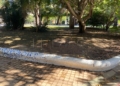 parque 6 División en el Parque Hernández de Melilla, ¿vergel o requiere más cuidado?