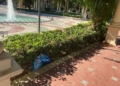 parque 7 División en el Parque Hernández de Melilla, ¿vergel o requiere más cuidado?