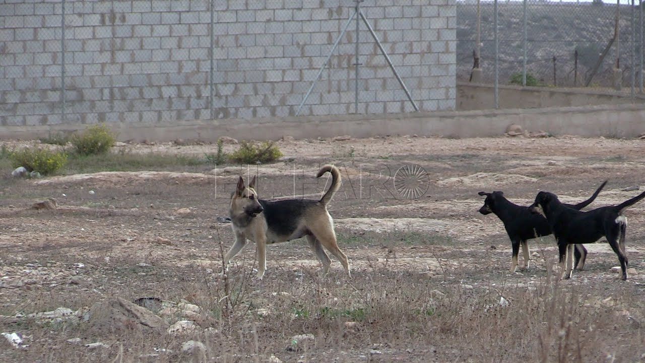 Melilla declara el nivel 1 de alerta por un caso de rabia