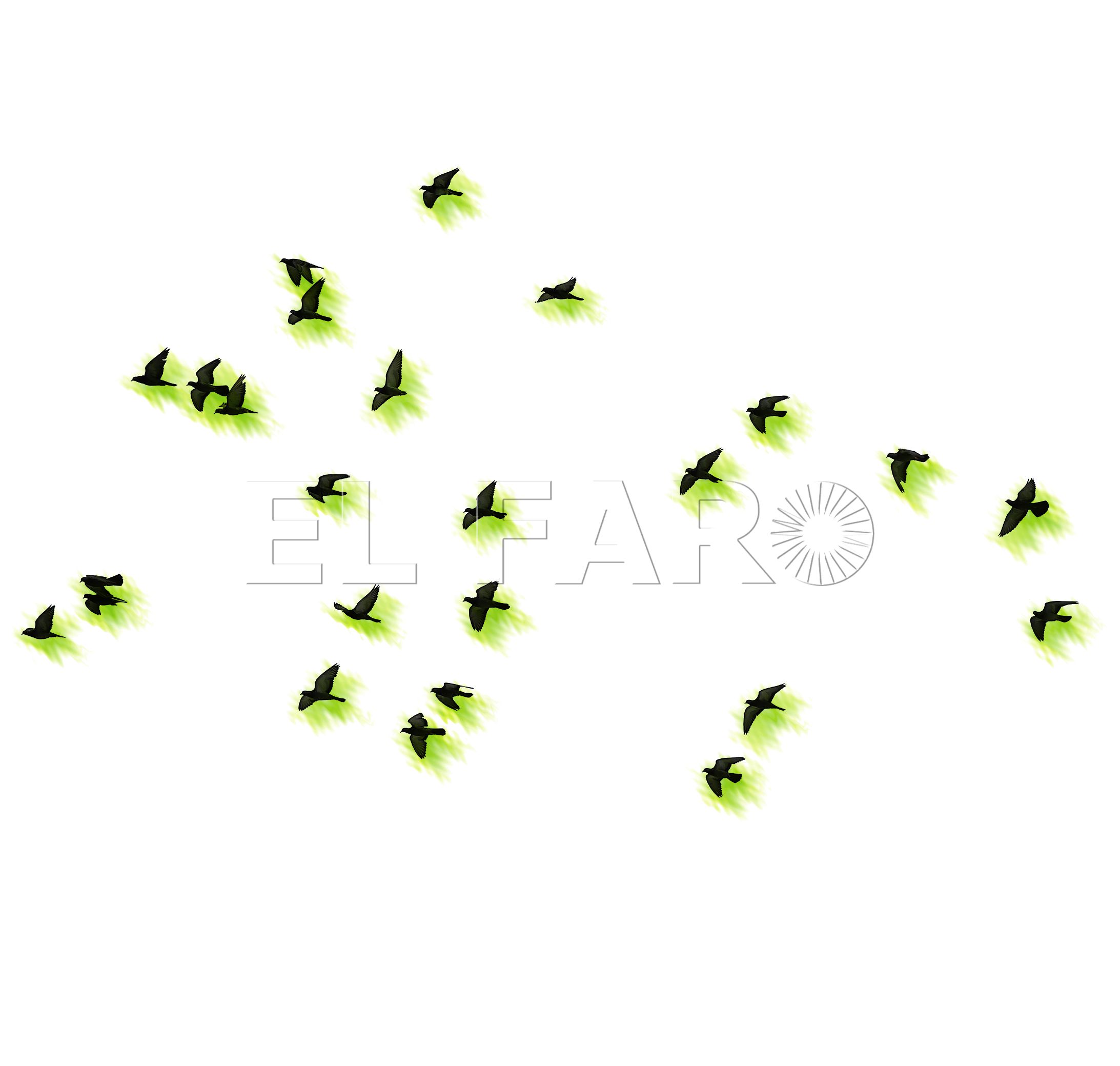 Flocks of flying pigeons isolated on white background. Clipping path.