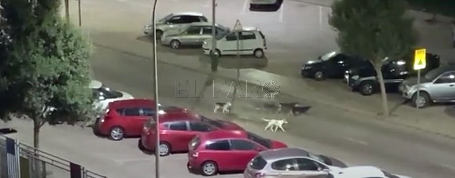 WhatsApp Image 2021 11 21 at 7.10.07 PM La protectora de animales de Melilla costará 900.000 euros y ¿cuántos empleos creará?