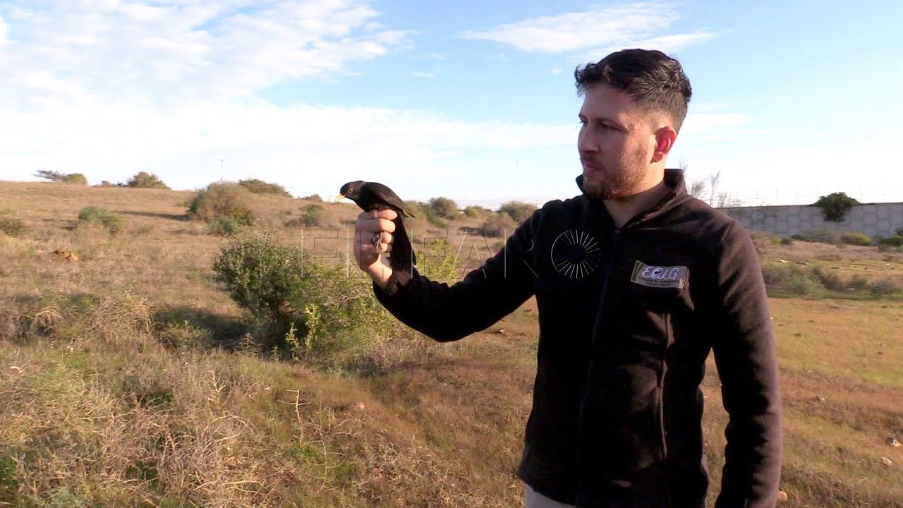 anillamiento de aves una forma de conocer la riqueza natural de melilla Anillamiento de aves, una forma de conocer la riqueza natural de Melilla