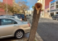 arboles podridos melilla Medio Ambiente retira árboles de la avenida Donantes de Sangre por riesgo de caída